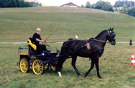 fete cheval PJ (19)