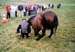 fete cheval PJ (14)