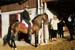 fete cheval PJ (15)