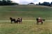 fete cheval PJ (17)
