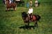 fete cheval PJ (18)