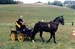 fete cheval PJ (19)