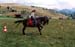 fete cheval PJ (9)